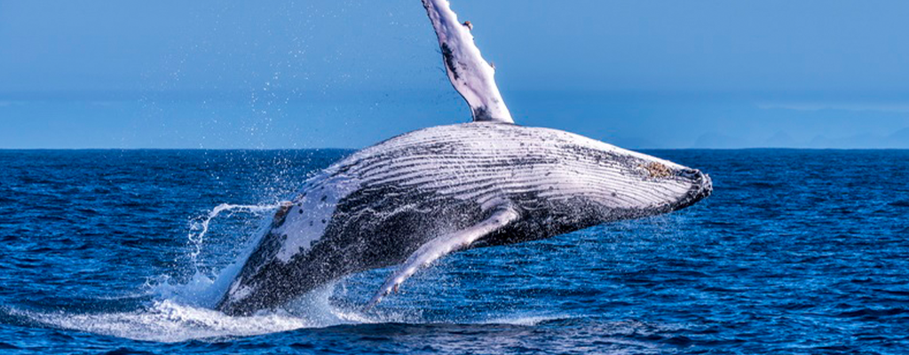 Read more about the article “Resiliência Costeira e das Paisagens – Promovendo Modos de Vida Sustentáveis e Resiliência Comunitária”